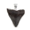 Charles Albert Sterling Silver Fossil Shark Tooth Pendant-shopbody.com