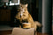 Whiskey River Soap Company - Cat People-shopbody.com